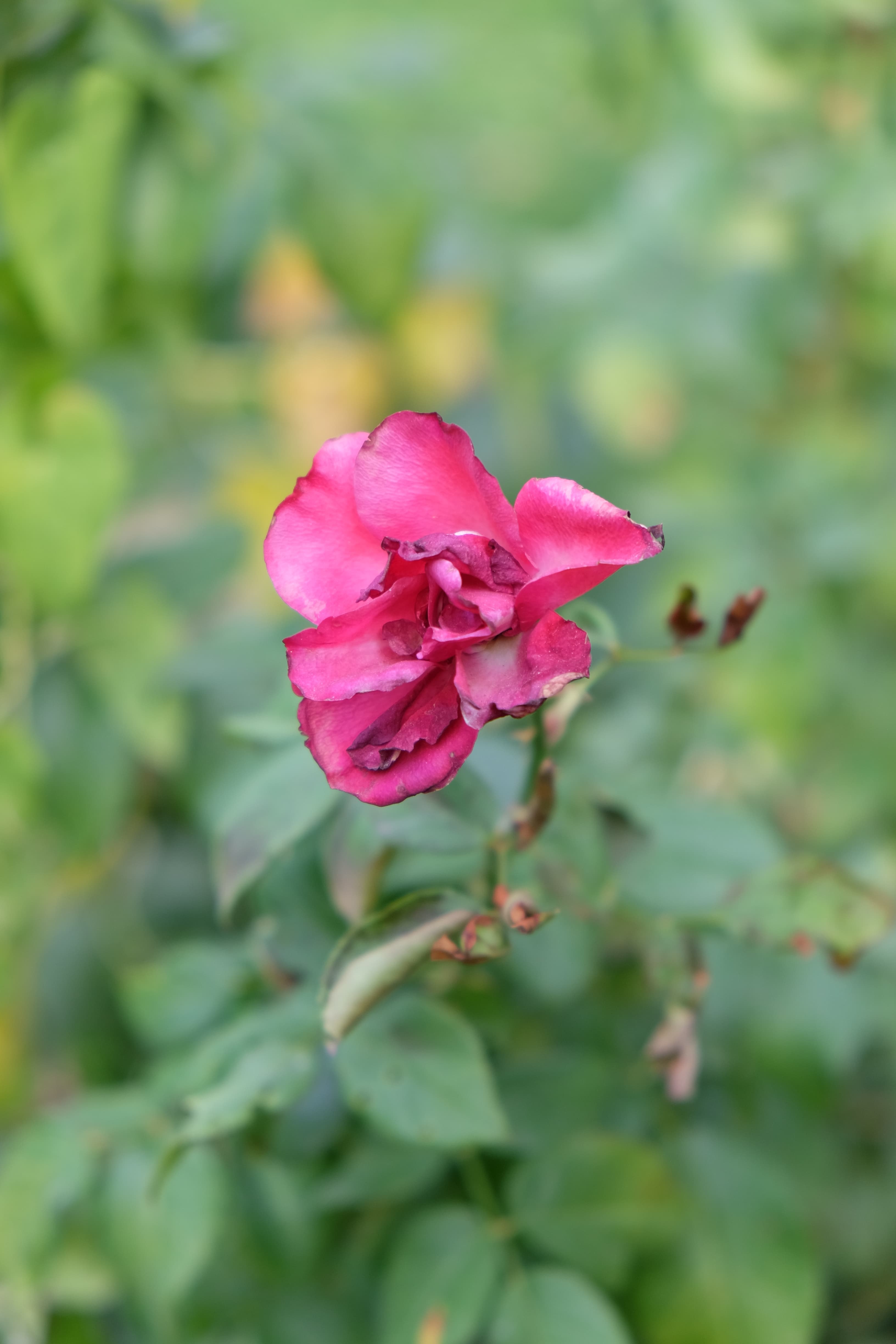 Close-up of a red flower